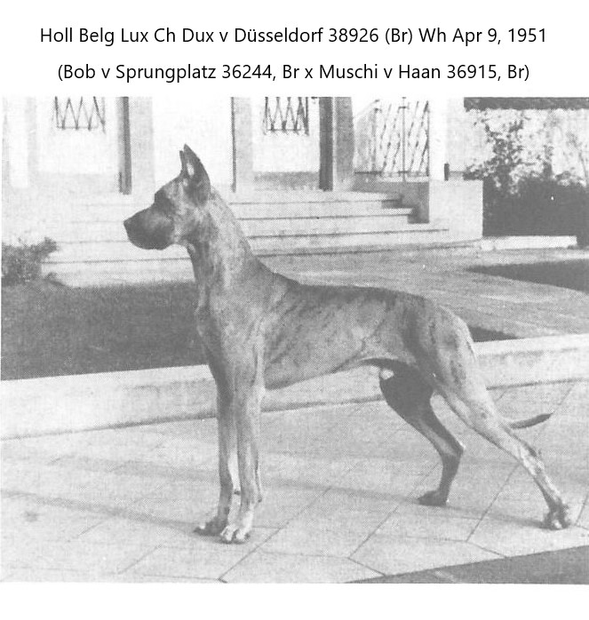 Dux v Dusseldorf